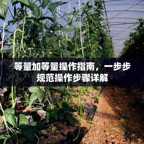 等量加等量操作指南，一步步規(guī)范操作步驟詳解