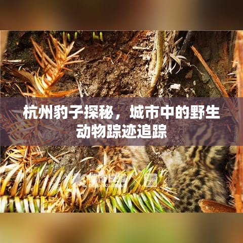 杭州豹子探秘，城市中的野生動物蹤跡追蹤