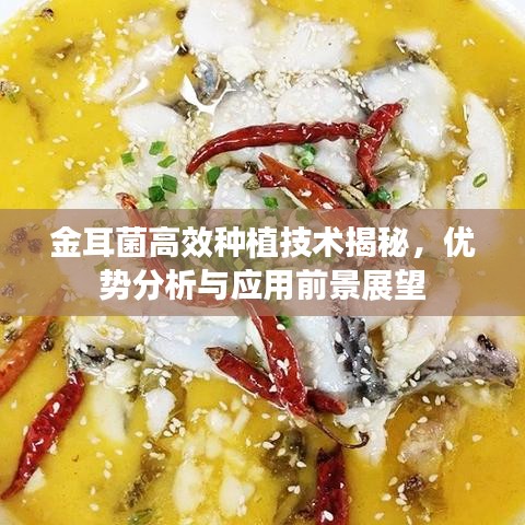 金耳菌高效種植技術(shù)揭秘，優(yōu)勢(shì)分析與應(yīng)用前景展望