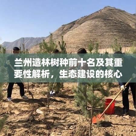 蘭州造林樹種前十名及其重要性解析，生態(tài)建設(shè)的核心支柱