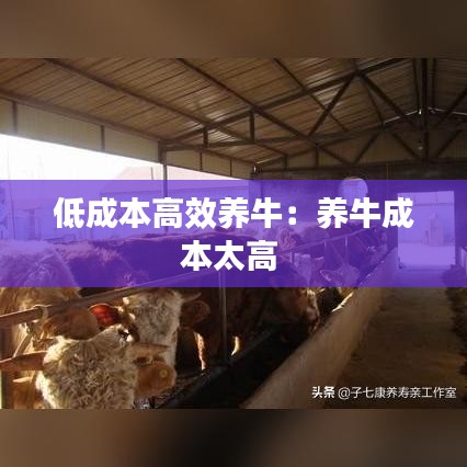 低成本高效養(yǎng)牛：養(yǎng)牛成本太高 