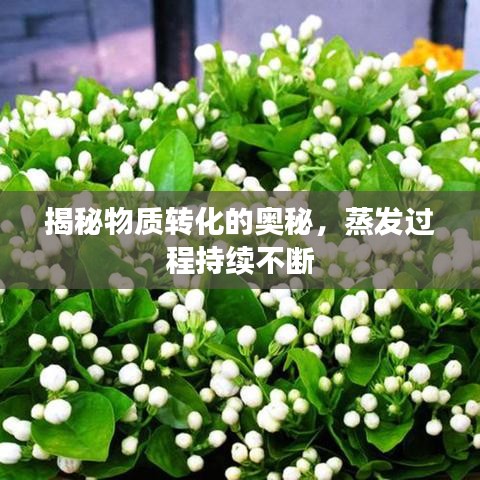揭秘物質(zhì)轉(zhuǎn)化的奧秘，蒸發(fā)過程持續(xù)不斷