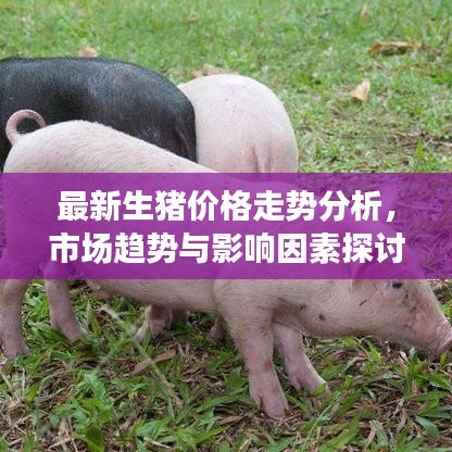 最新生豬價格走勢分析，市場趨勢與影響因素探討