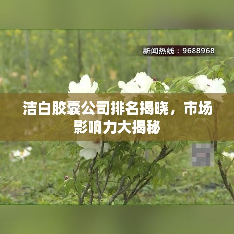 潔白膠囊公司排名揭曉，市場影響力大揭秘