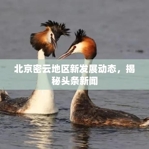 北京密云地區(qū)新發(fā)展動(dòng)態(tài)，揭秘頭條新聞