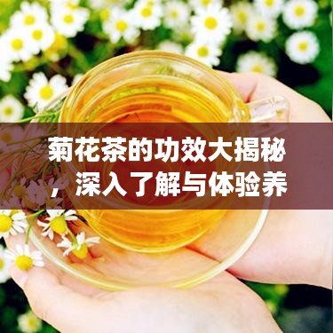 菊花茶的功效大揭秘，深入了解與體驗(yàn)養(yǎng)生之道