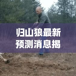 歸山狼最新預(yù)測消息揭秘，今日運勢大揭秘
