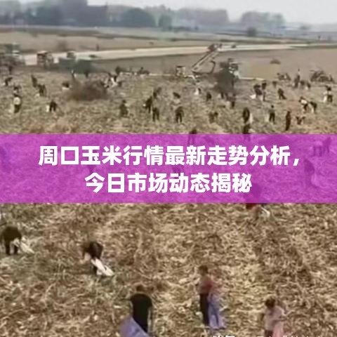 周口玉米行情最新走勢(shì)分析，今日市場(chǎng)動(dòng)態(tài)揭秘