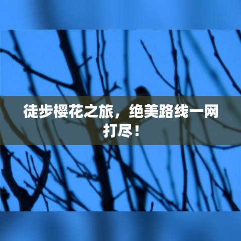 徒步櫻花之旅，絕美路線一網(wǎng)打盡！