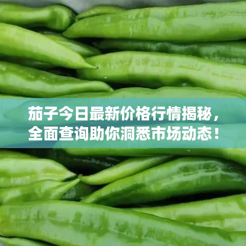 茄子今日最新價(jià)格行情揭秘，全面查詢(xún)助你洞悉市場(chǎng)動(dòng)態(tài)！