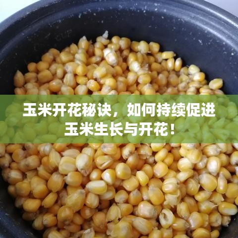 玉米開(kāi)花秘訣，如何持續(xù)促進(jìn)玉米生長(zhǎng)與開(kāi)花！