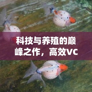 科技與養(yǎng)殖的巔峰之作，高效VC金魚(yú)