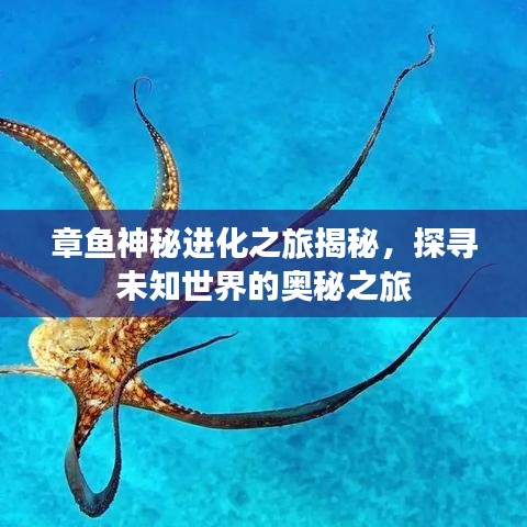 章魚(yú)神秘進(jìn)化之旅揭秘，探尋未知世界的奧秘之旅