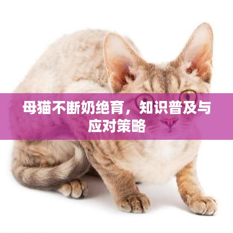 母貓不斷奶絕育，知識普及與應(yīng)對策略