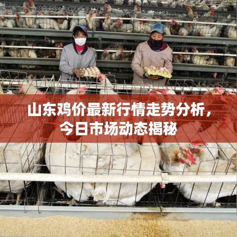 山東雞價最新行情走勢分析，今日市場動態(tài)揭秘